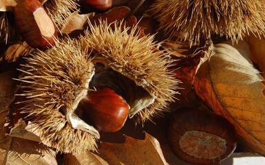 Castagne | Crédit Agricole Castagne | Crédit Agricole