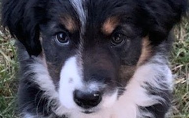 Cucciolata di Border Collie Cucciolata di Border Collie