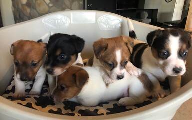 Vendo Jack russell pelo corto con pedigree Vendo Jack russell pelo corto con pedigree