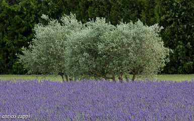 Provenza in fiore Provenza in fiore