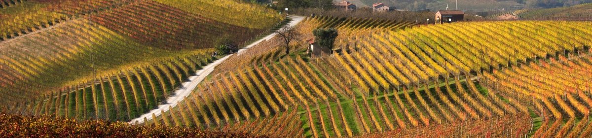Banner vigne diano 075r scr