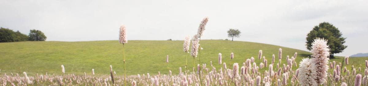 Banner monte tavola