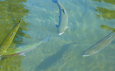 Pescata in compagnia in sicurezza Pescata in compagnia in sicurezza