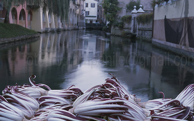 Treviso…..Sulla strada del Prosecco Treviso…..Sulla strada del Prosecco