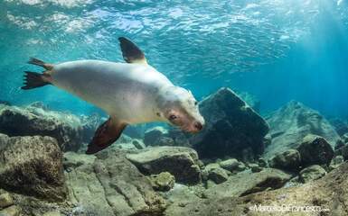 Corso Open Water Diver Corso Open Water Diver
