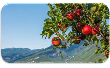 POMARIA in Val di Non POMARIA in Val di Non