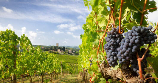 Azienda Agricola AMICI DI VITA NUOVA Azienda Agricola AMICI DI VITA NUOVA
