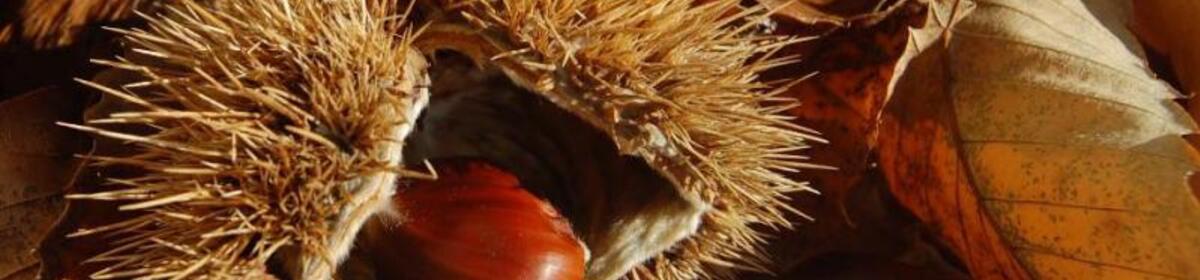 Banner fcastagna