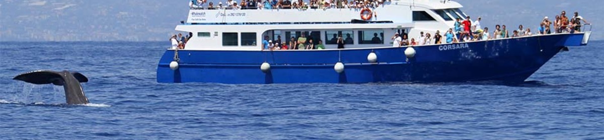 Banner experience golfo paradiso whale watching
