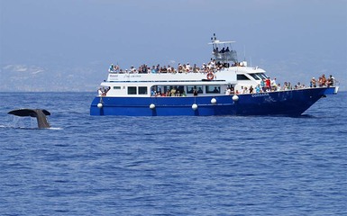 Whale Watching - iniziative per famiglie Whale Watching - iniziative per famiglie