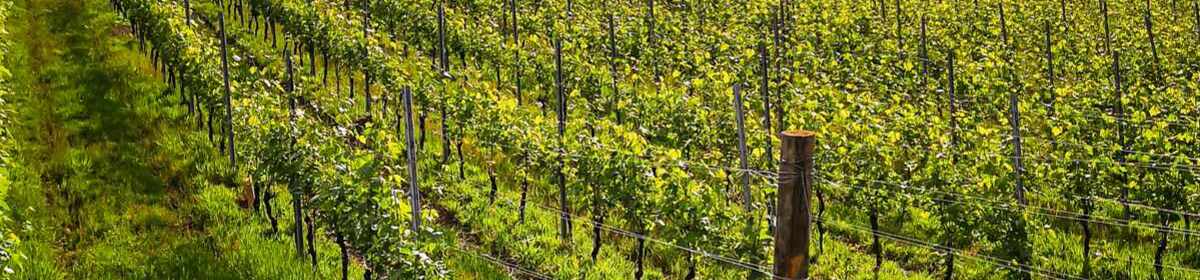 Banner i vigneti ghemme