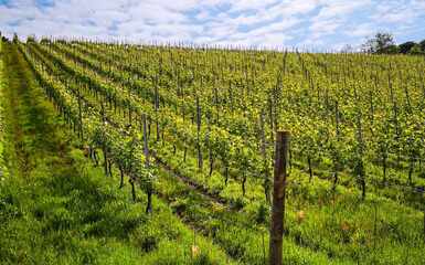 Gattinara e Ghemme : Trekking tra colline e vigneti con degustazione Gattinara e Ghemme : Trekking tra colline e vigneti con degustazione