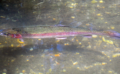 Raduno non competitivo di pesca alla Trota
