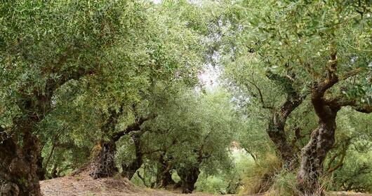 Olio extra-vergine di oliva dell' Isola di Capo Rizzuto