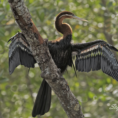 Aninga Africana