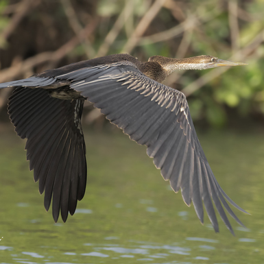 Aninga in volo