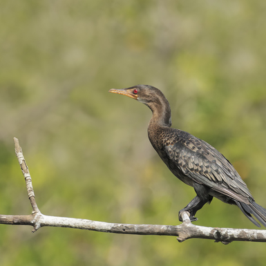 Cormorano Africano